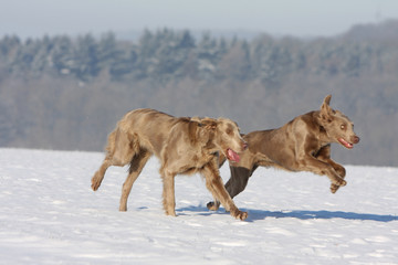 Naklejka premium deux braques de weimar en train de courrir dans la neige