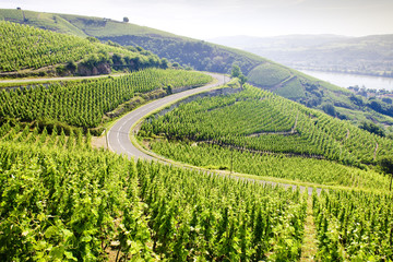 Fototapeta na wymiar grand cru winnic, Côte Rotie, Rhône-Alpes, France