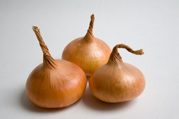 Fototapeta premium zwiebeln