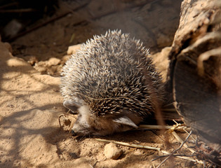 Sleeping hedgehog