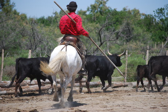 Gardian camarguais, Bouches-du-Rh&ocirc;ne, Gard, Occitanie, France.