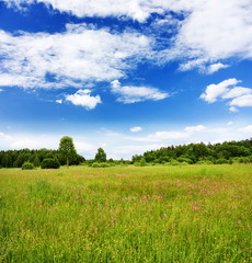 Obraz premium summer landscape