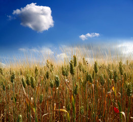 Obraz premium Champ de céréales