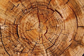 Naklejka premium Circles of life