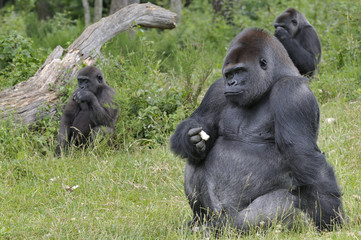 Gorille "dos argenté" et son petit