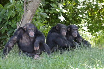Chimpanzés