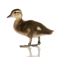 baby mallard duck isolated on white background..