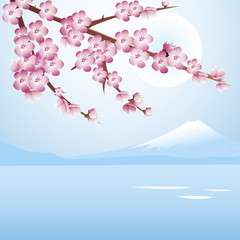 Cherry blossom blue sky