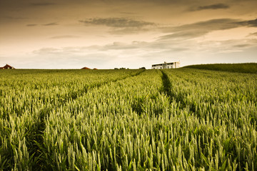 Feld