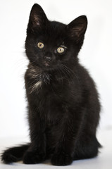 Black kitten