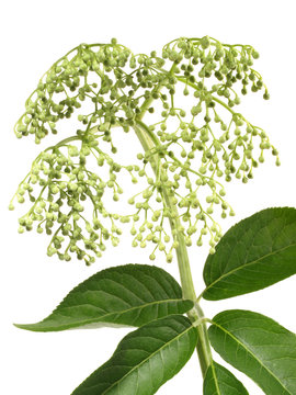 Unreife Beeren