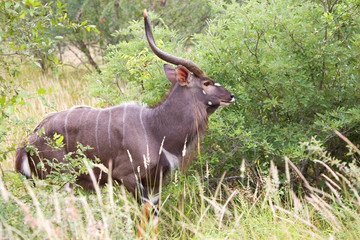 Nyala