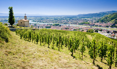 Fototapeta na wymiar grand cru winnic, L'Hermitage, Rhône-Alpes, France