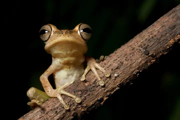 Crédence de cuisine en verre imprimé Grenouille tree frog with hughe eyes staring into the night