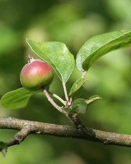 pommiers ,cidre,compote