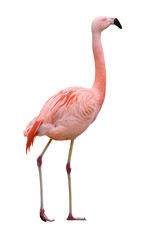 Flamingo bird walking right on white