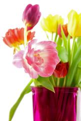 Tulips,sharp and blur isolated on white background