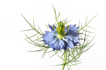 Love-in-a-mist flower isolated on white background