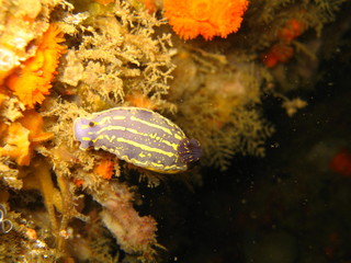 Nudibranquios IIIi