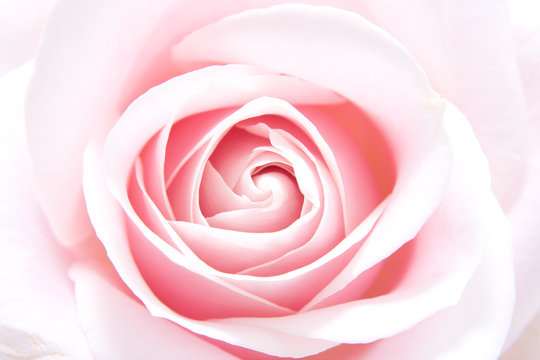 pink rose in closeup