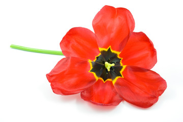 Naklejka premium red tulip isolated on white background