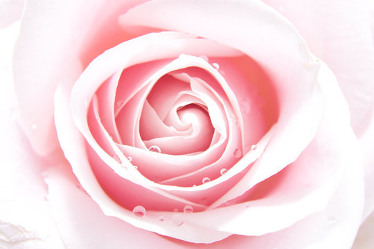 heart of pink rose in closeup