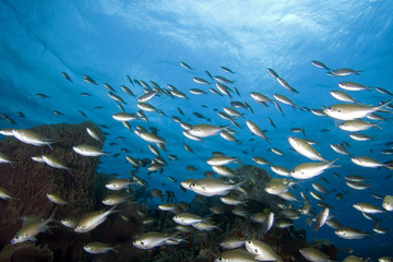 Fototapeta na wymiar Schooling tropical fish, St. Lucia