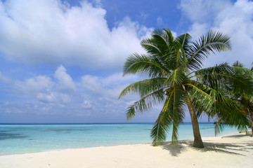 Fototapeta na wymiar Palm Tree on an exotic beach view in Maldives