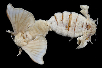 Silkworm moths pair mating