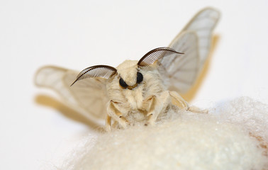 Silkworm moth