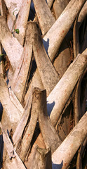 detail of palm tree trunk
