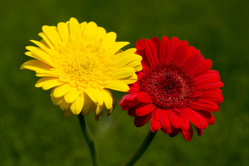 Red and yellow gerbera flower