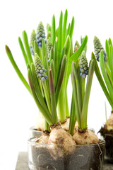 Muscari botryoides flowers