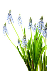 Naklejka premium muscari botryoides isolated on white background