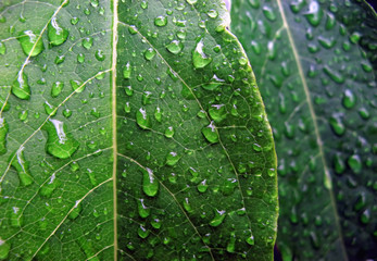 Wet green leaves