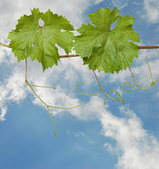 Grapevine on sky background