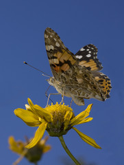 Mariposa