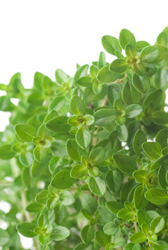 Lemon-Scented Thyme