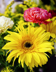 yellow gerbera