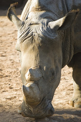 Obraz premium cabeza de rinoceronte