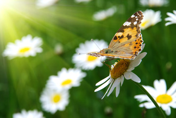 beautiful nature scene