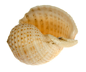 seashell  isolated on white background