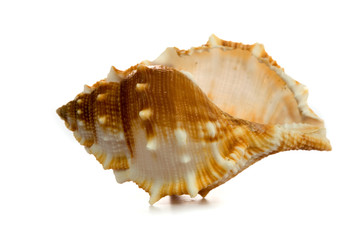 seashell  isolated on white background