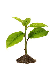 Green sprout on a white background