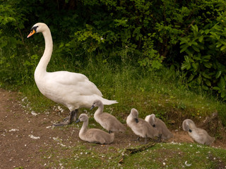 Swan with Signets
