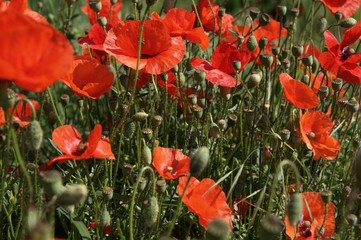 Mohnblumenfeld