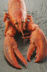 Astice - Homarus vulgaris