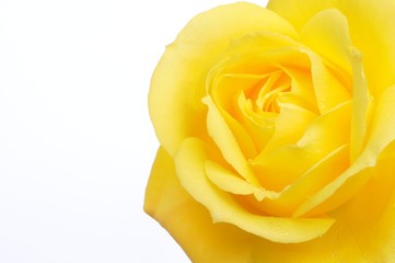 Close up single yellow rose
