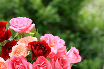 rose