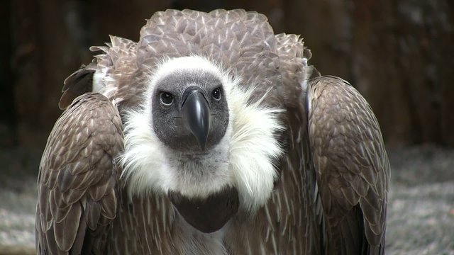 vautour &agrave; dos blanc